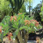 Cyphostemma Juttae: Cactus Exótico y Fácil de Cuidar