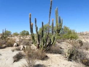 adaptabilidad cactus senita
