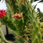Cactus Alfileres de Eva: Descubre el Fascinante Austrocylindropuntia Subulata