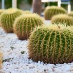 Cactus Barril Dorado: El Asiento de Suegra