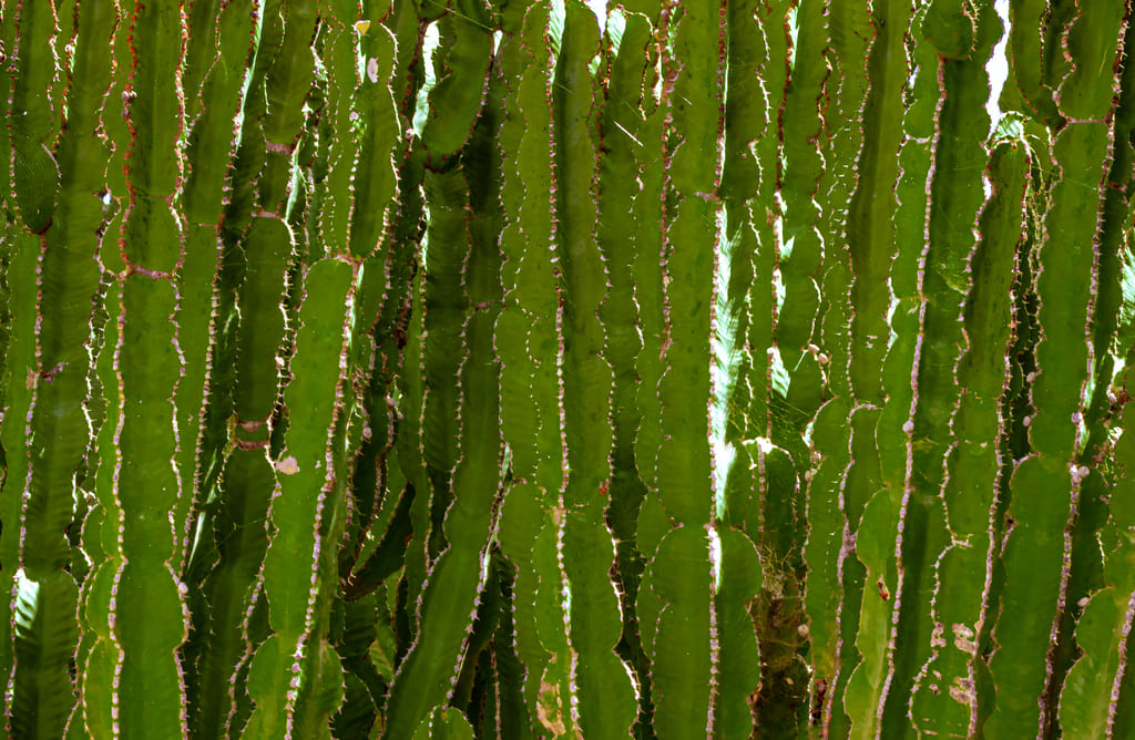 cactus castillo de hadas