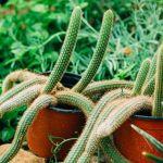 Cleistocactus Colademononis: El Fascinante Cactus Cola de Mono