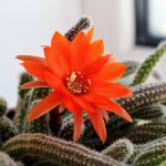 Descubre la belleza del cactus Cola de Rata Dorada: cuidados y características
