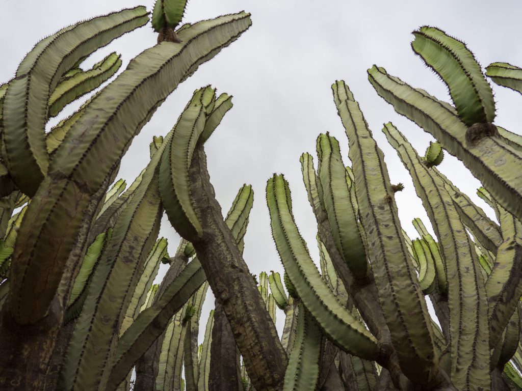 cactus de san pedro