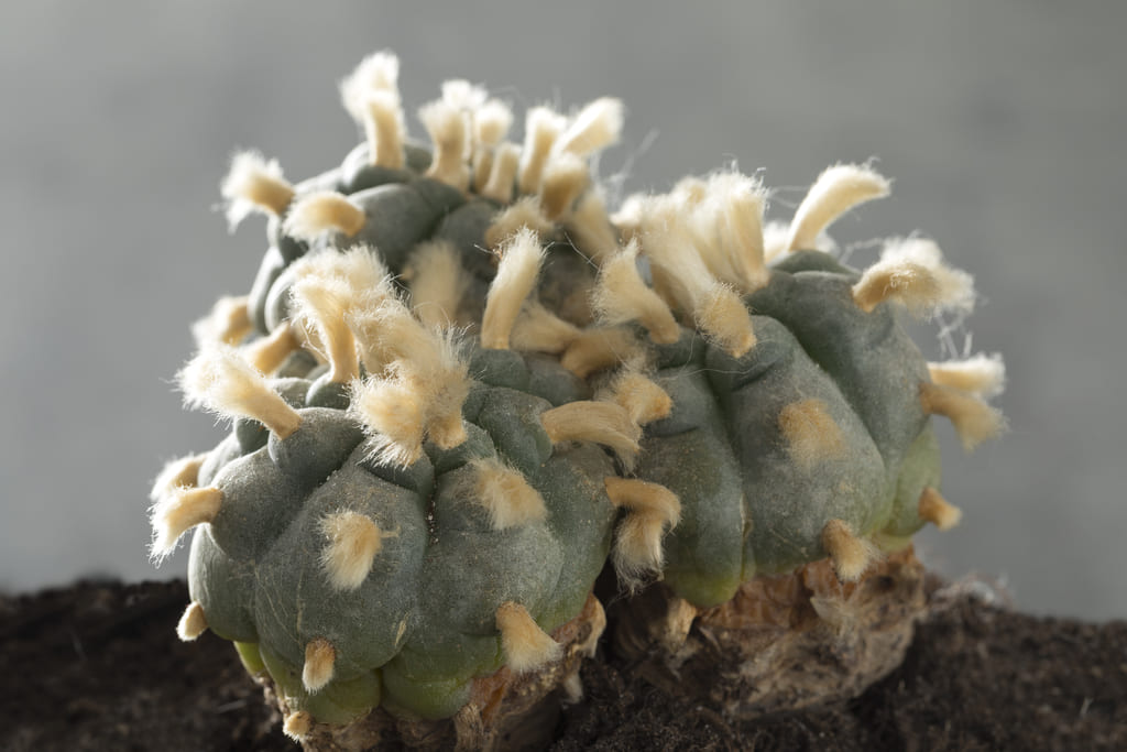 cactus del peyote