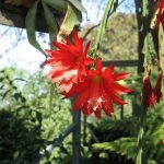 Cactus Orquídea: Descubre la Belleza de los Epiphyllum ackermannii