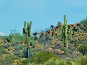 cactus saguaro frio