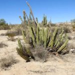 Cactus Senita: Simbiosis en el desierto