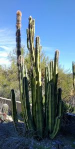cactus senita habitat