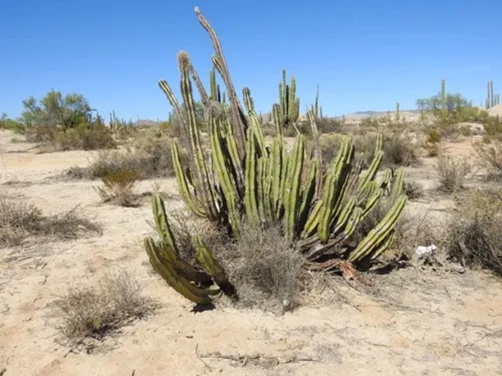 cactus senita