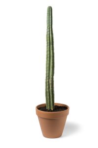 cultivo cactus de san pedro