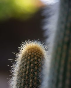 curiosidades cactus cola de mono
