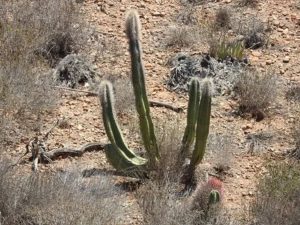 identificar cactus senita