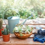 Secretos del Jardín de Cactus: Diseño, Cuidados y Variedades
