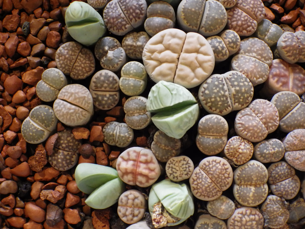 lithops plantas piedra