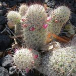 Cactus Mammillaria Elongata: una descripción completa