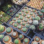 Tipos de Astrophytum: guía completa para un cultivo exitoso