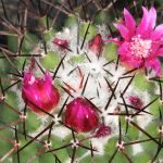 Cuidados de Mammillaria Polythele, un cactus popular