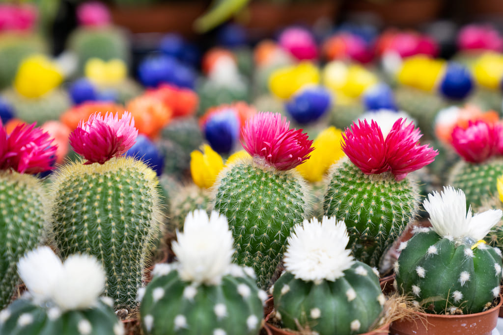 cactus con flores