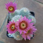 Cactus Echinocereus reichenbachii: La exquisita belleza del cactus de Reichenbach