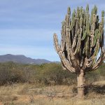 Absorción de agua y nutrientes en cactus columnares: ¿Cómo lo hacen?