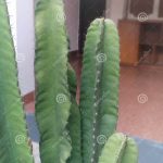Riesgos de alimentar animales con cactus columnares: información esencial