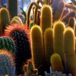 Plagas y enfermedades en cactus columnares orgánicos