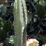 Cuidado de animales con cactus columnares: consejos y precauciones