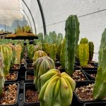 Crecimiento máximo de los cactus columnares: tiempo requerido