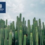 Papel ecológico de los cactus columnares en ecosistemas acuáticos