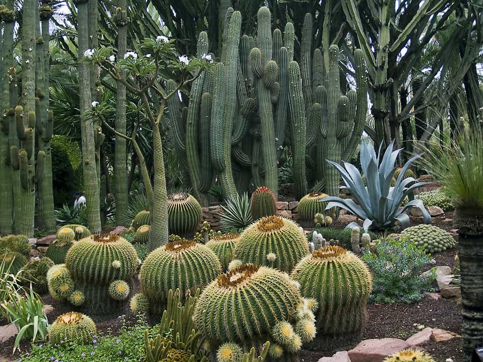 cactus columnares en ambiente natural