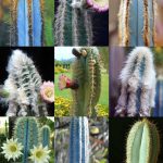 Manipulación de cactus columnares en arreglos florales: consejos para evitar daños