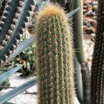 Guía completa para el cuidado de cactus columnares en interiores