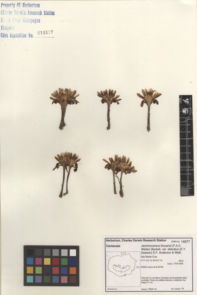 cactus columnares en restauracion ecologica