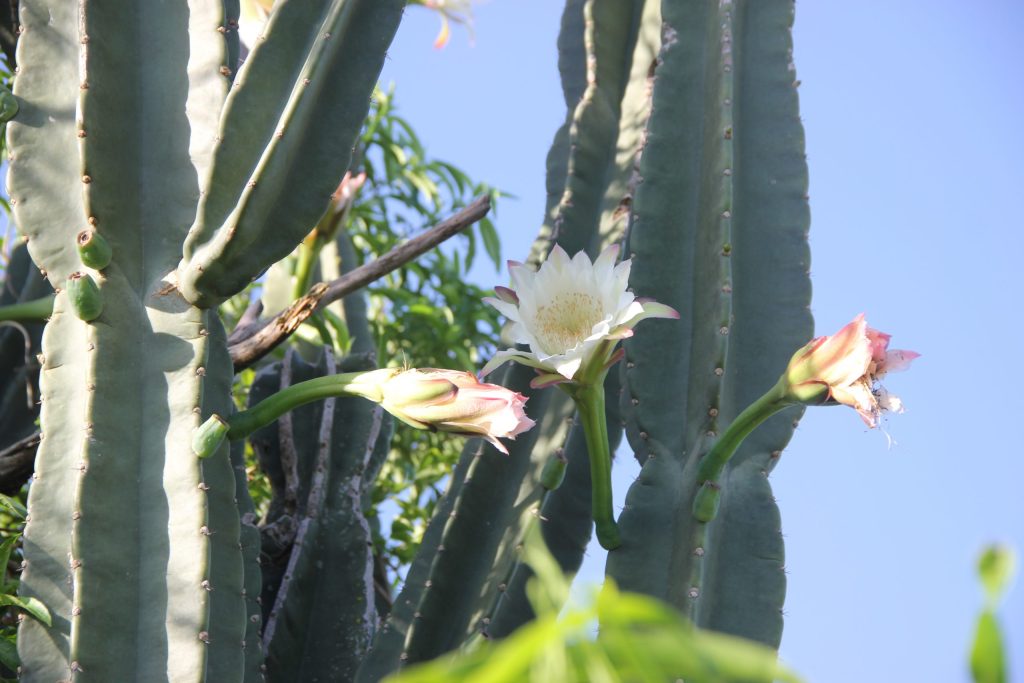 cactus columnares en su habitat