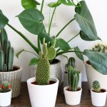 Cactus columnares en el interior de casa: cuidados y posibilidades
