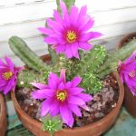 Cactus: tiempo de floración y cuidados esenciales