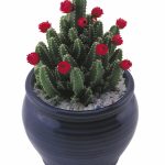 Cómo limpiar y cuidar cactus: consejos para mantenerlos en buen estado