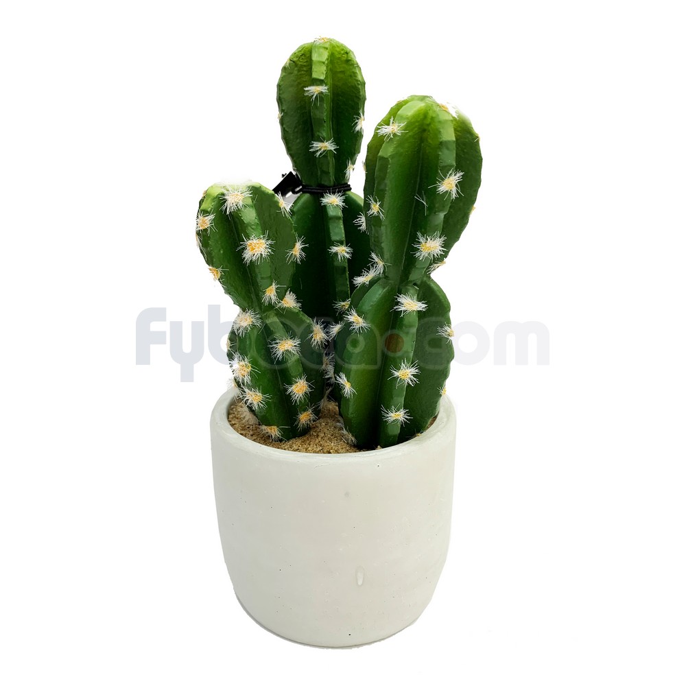 cactus saludables y seguros