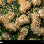 Relación entre cactus columnares y arrecifes de coral: investigación y conservación