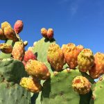 Consejos para proteger cactus columnares y su ecosistema