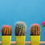 Cuidados ideales para cactus columnares en interiores