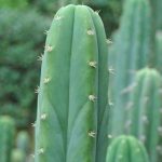 El rol de los cactus en la conservación de ecosistemas artificiales