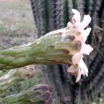 Impacto de los cactus columnares en ecosistemas artificiales