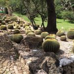 Relevancia de los cactus columnares en la educación ambiental